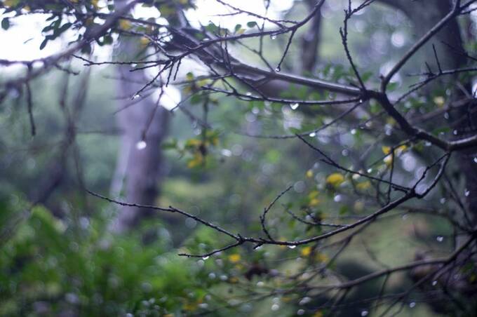 雨の早朝の風景