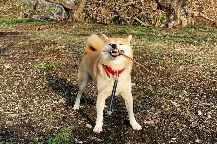 犬がくわえる“いい感じの棒”を見ながら、かけがえのない2022年を