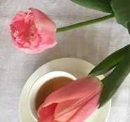 チューリップの種類をちょっと変えるのも楽しい