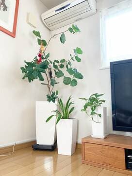 水やり回数が激減する「貯水」プランター。旅行や入院時にも助かる