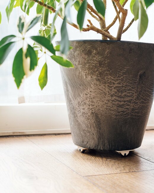 鉢植え画像