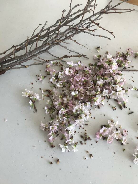 枯れたお花を取り除く