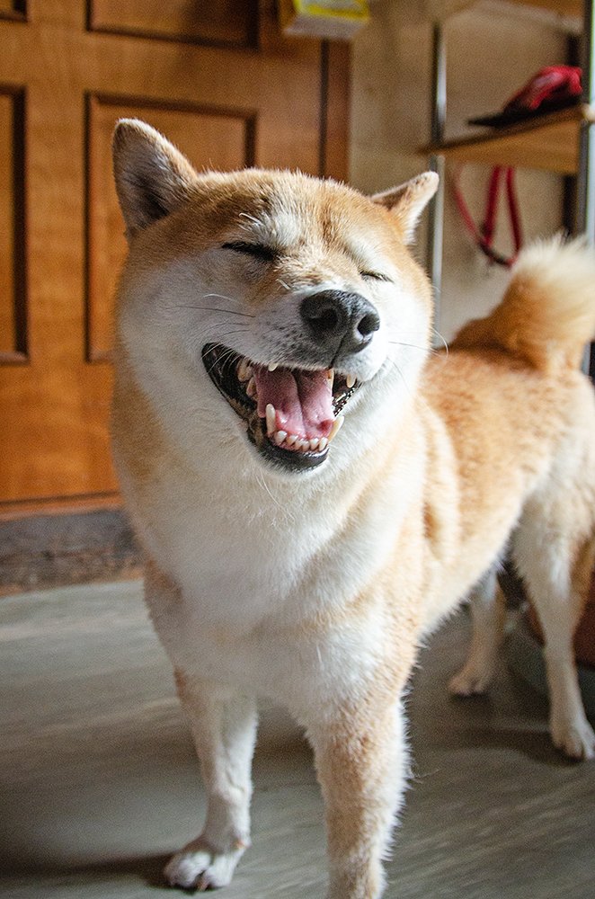 たくさん汚しておくれ