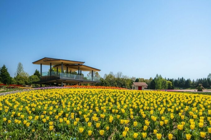 桜やスイセン、チューリップなどが咲き誇る丘