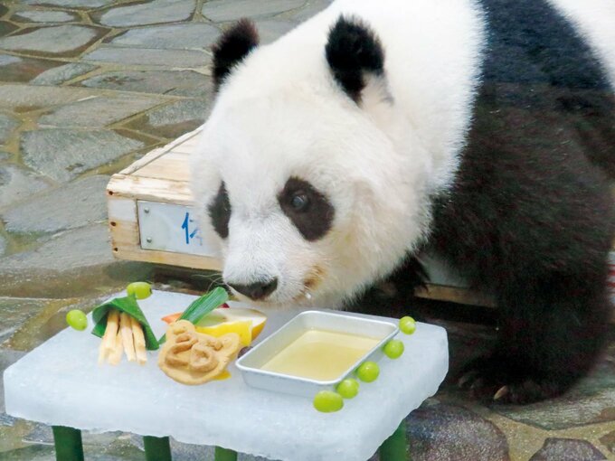 ハンバーガーセットを食べるパンダ