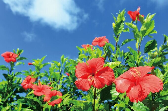 ハイビスカスの写真