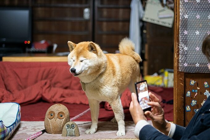 置物と犬を撮影する様子