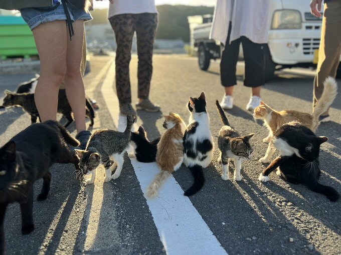田代島の猫たち