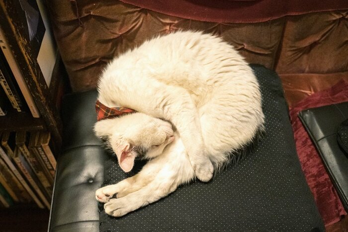 看板猫がお出迎え！純喫茶「カフェ アルル」は猫たちの“わが家