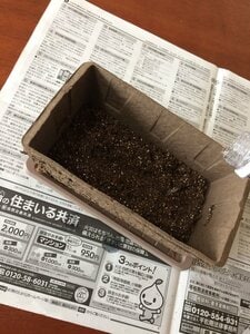 まずは土に水を含ませて湿り気を与えます。