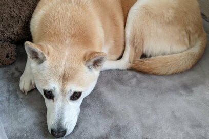 おとなしい保護犬ふうちゃん。でも豹変する瞬間は突然に…