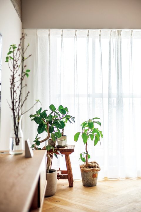 窓際の観葉植物が空間をよりやさしい雰囲気に