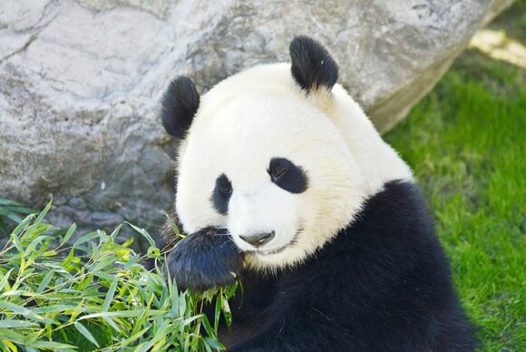 パンダ