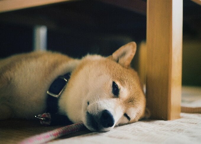 妹が帰ってくるよと話しかけたときもハッと顔を上げてこちらを見る