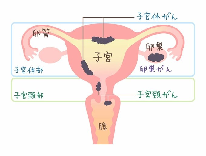 子宮