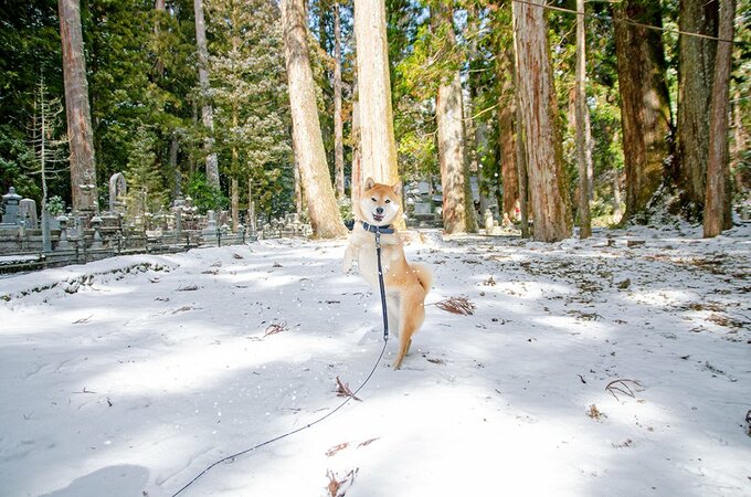 雪と犬