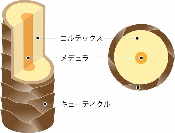 髪の内部構造イメージ画像