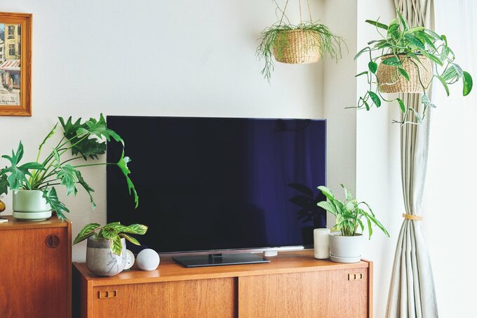 テレビと観葉植物