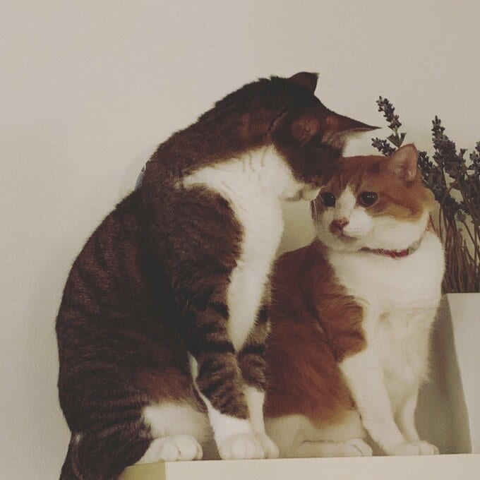 見つめ合う2匹の猫