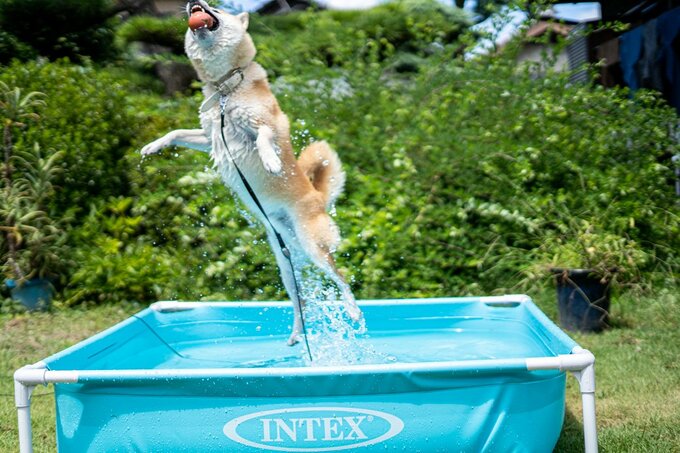 プールからジャンプする犬