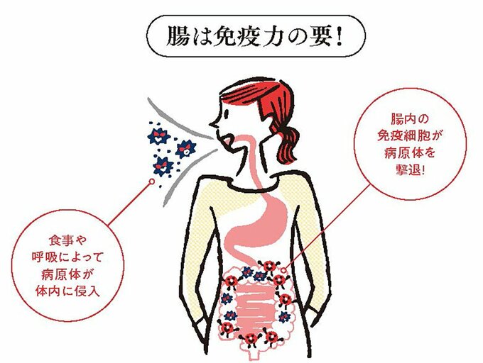 腸のイラスト