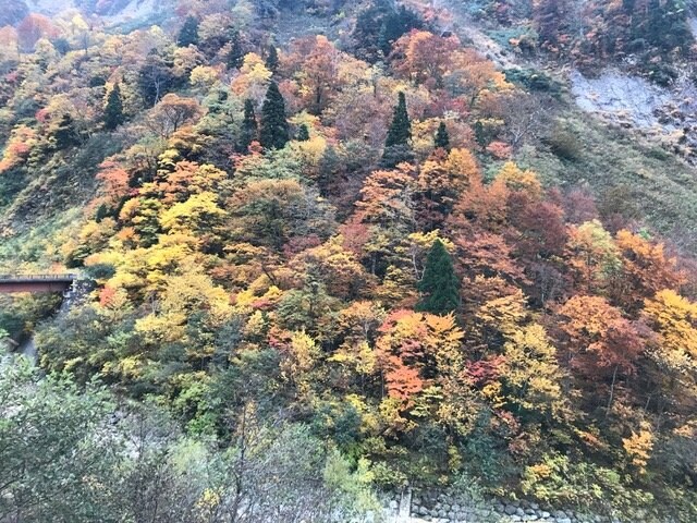 紅葉した山