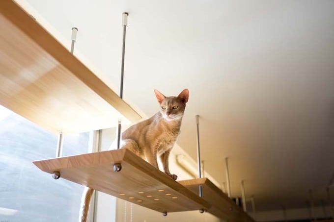 キャットウォーク