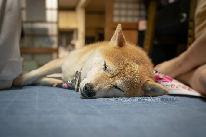 いさかいが嫌やねんな、きみは