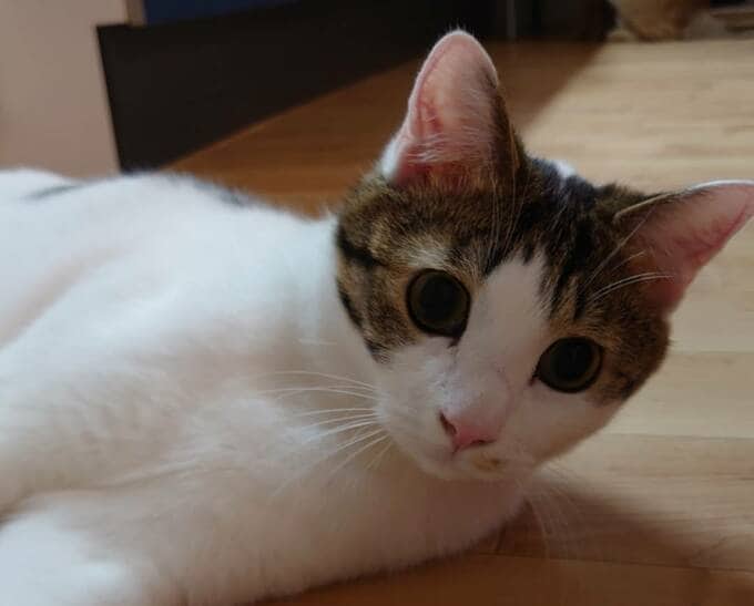 目がぱっちり猫