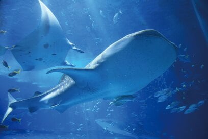 沖縄・北海道の旅を「安く満喫する」ヒント7選。人気観光施設が4000円以上お得になるパスも