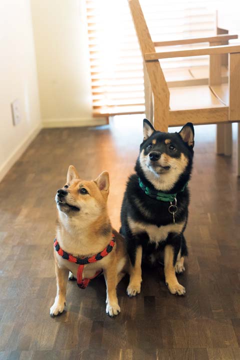 2匹の愛犬にとっても居心地のいい住まいにリノベ