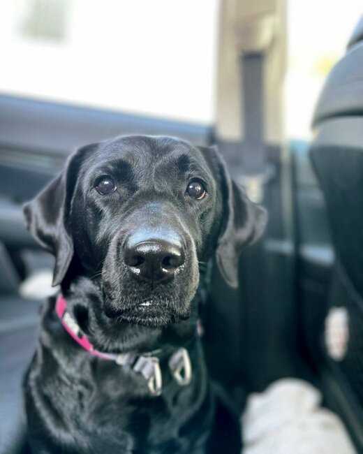 ラブラドールレトリーバー