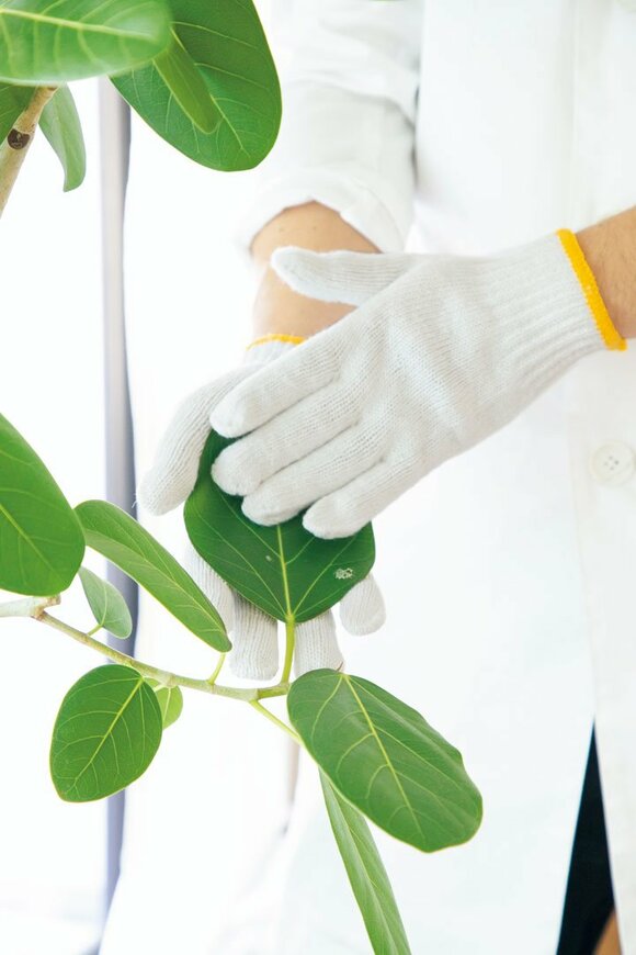 観葉植物の葉を軍手でおさえる