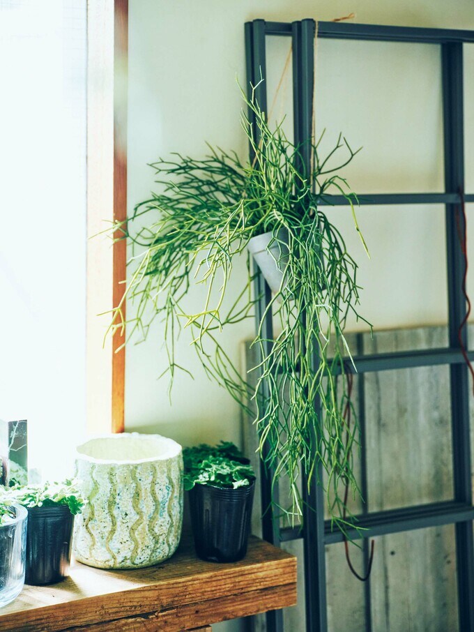 フェイクグリーン