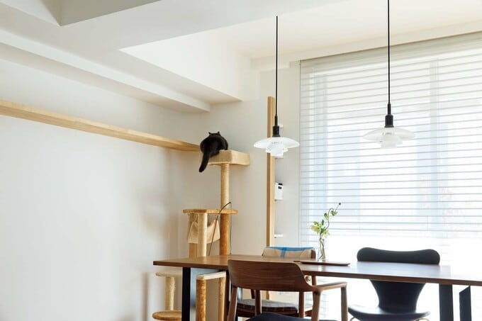 キャットウォークへ移動中のネコ