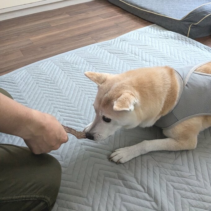 においをかぐ犬