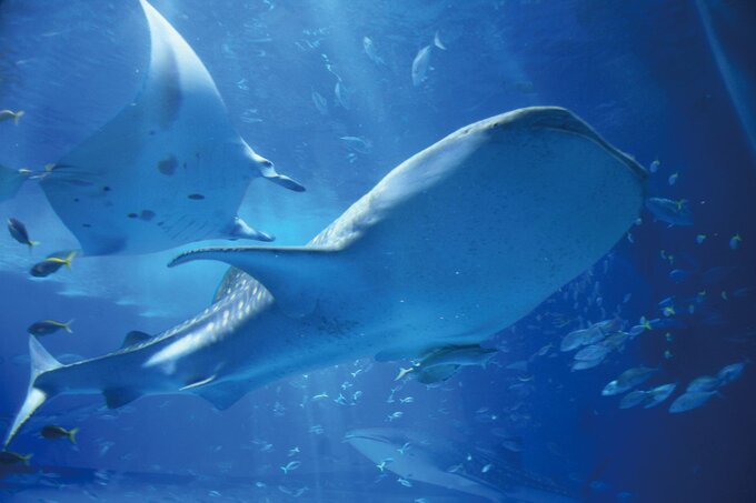 ジンベエザメの写真