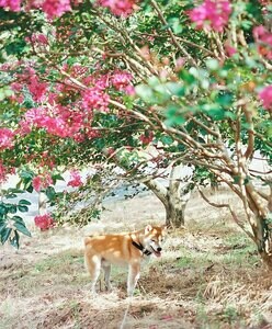 サルスベリと犬