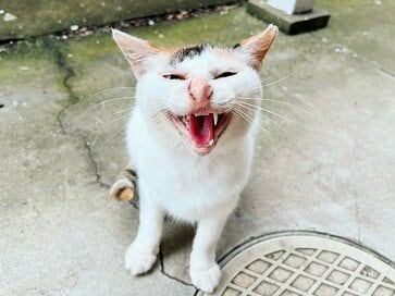 1匹の「地域猫」から学んだこと。かわいそうだけどごはんを撤収することも