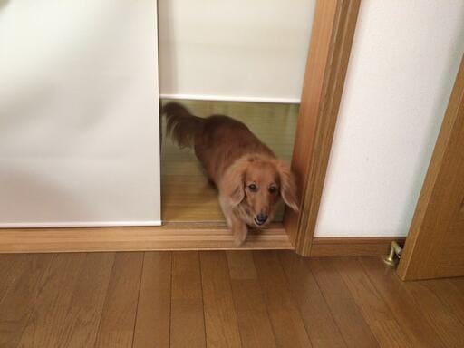 幅の狭いロールスクリーンを少し巻き上げておくと犬の通り道になる