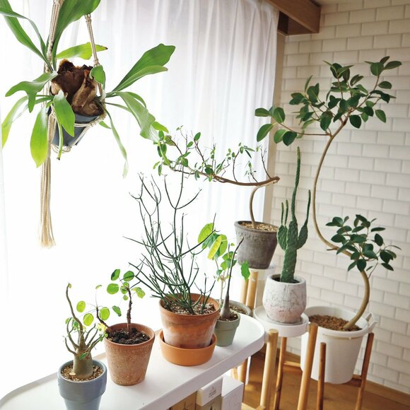 お気に入りの観葉植物でお部屋をジャングル化 ちょっとしたアイテムで癒しをプラス Esseonline エッセ オンライン