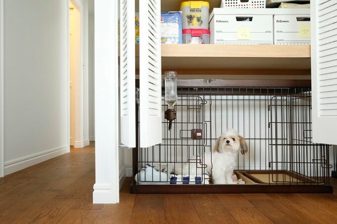 犬がいてもスマートに!2匹のマルチーズと暮らす家に秘められたヒミツとは…