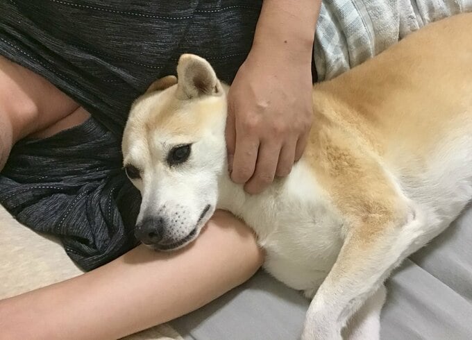 夫の腕でくつろぐふうちゃん