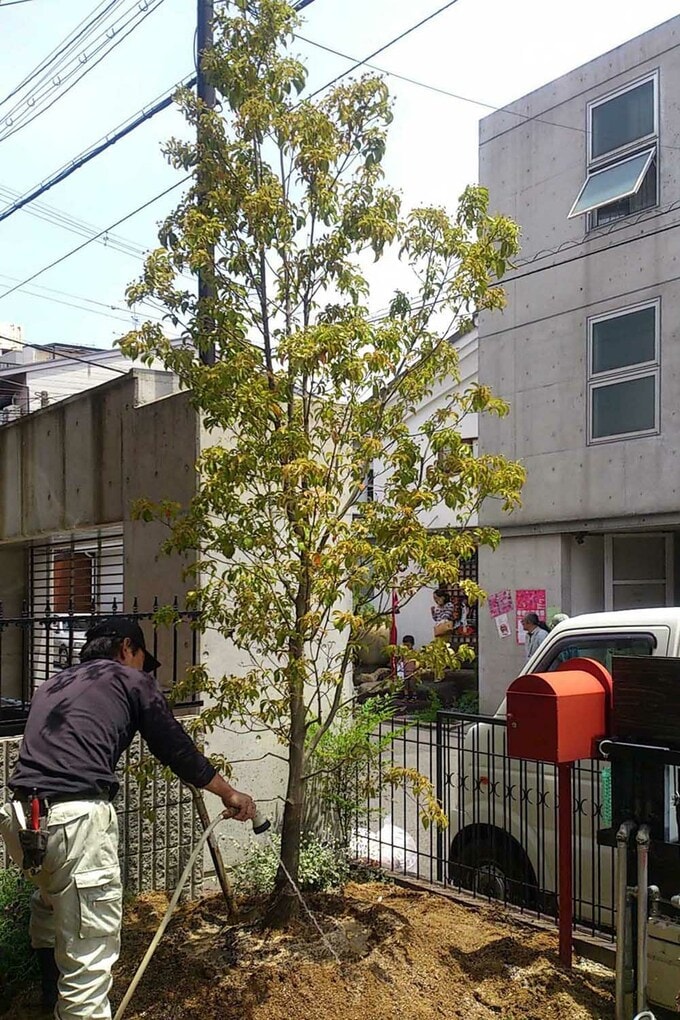 常緑のヤマボウシ
