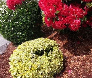 【アメリカ流ガーデニング】ウッドチップで夏の庭の草取りにサヨナラ！