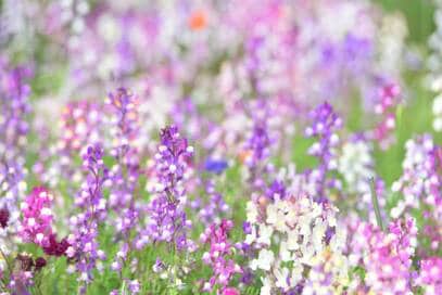 仕事で忙しく子に関心の薄かった母。70代の今がいちばん「親子」らしい