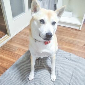 【保護犬マンガ】目を離した隙に…人の座布団に座ってわが物顔のわんこ