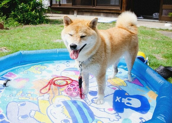 ビニールプール