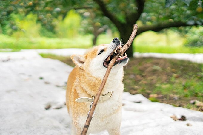 枝をくわえた犬