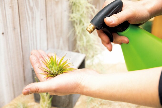 霧吹きで水やり